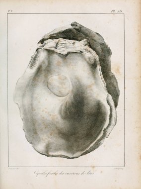 Deniz kabuğu tasviri. Paris 'te coquilles fosillerinin tarifi
