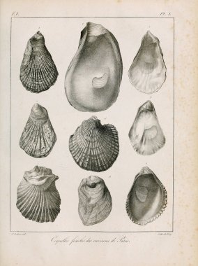 Deniz kabuğu tasviri. Paris 'te coquilles fosillerinin tarifi