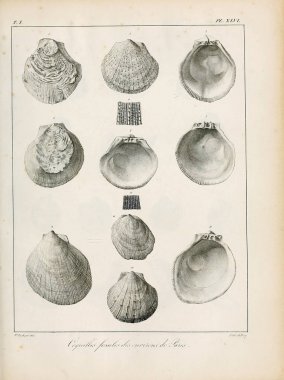 Deniz kabuğu tasviri. Paris 'te coquilles fosillerinin tarifi