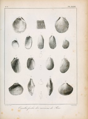 Deniz kabuğu tasviri. Paris 'te coquilles fosillerinin tarifi