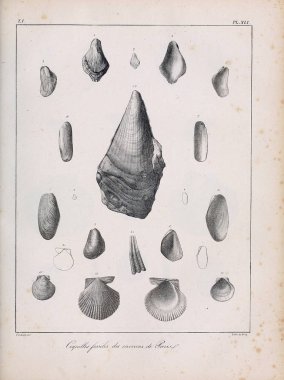 Deniz kabuğu tasviri. Paris 'te coquilles fosillerinin tarifi
