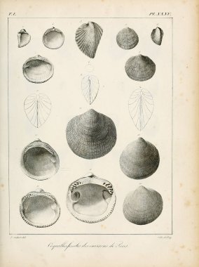 Deniz kabuğu tasviri. Paris 'te coquilles fosillerinin tarifi