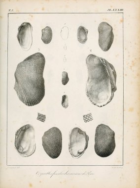 Deniz kabuğu tasviri. Paris 'te coquilles fosillerinin tarifi
