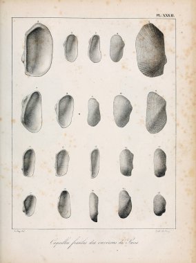 Deniz kabuğu tasviri. Paris 'te coquilles fosillerinin tarifi
