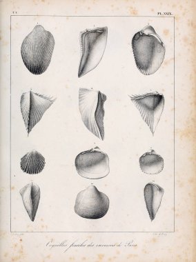 Deniz kabuğu tasviri. Paris 'te coquilles fosillerinin tarifi