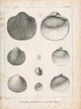 Deniz kabuğu tasviri. Paris 'te coquilles fosillerinin tarifi