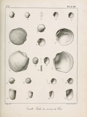 Deniz kabuğu tasviri. Paris 'te coquilles fosillerinin tarifi