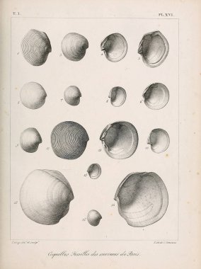 Deniz kabuğu tasviri. Paris 'te coquilles fosillerinin tarifi