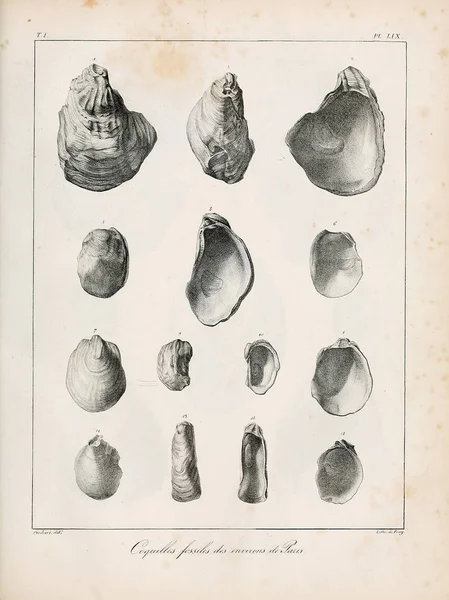 Ilustración Conchas Description Des Coquilles Fossiles Des Environs Paris —  Fotos de Stock