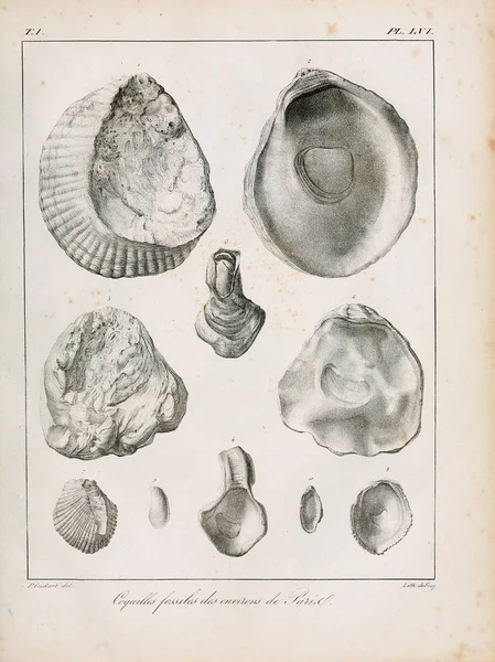 stock image Illustration of shells. Description des coquilles fossiles des environs de Paris