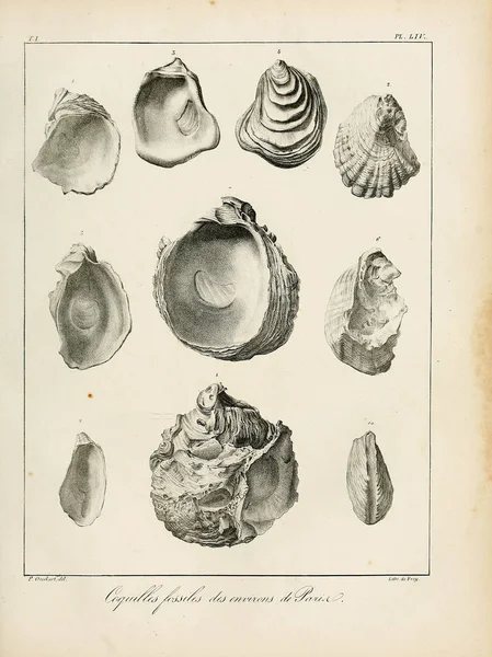 Illustratie Van Schelpen Beschrijving Des Coquilles Fossiles Des Environs Paris — Stockfoto