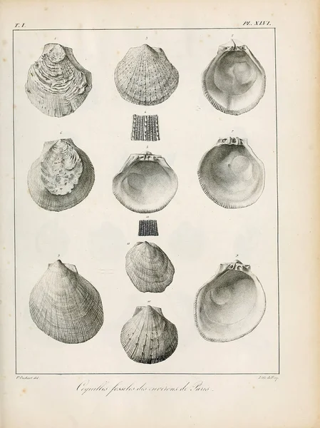 Illustratie Van Schelpen Beschrijving Des Coquilles Fossiles Des Environs Paris — Stockfoto