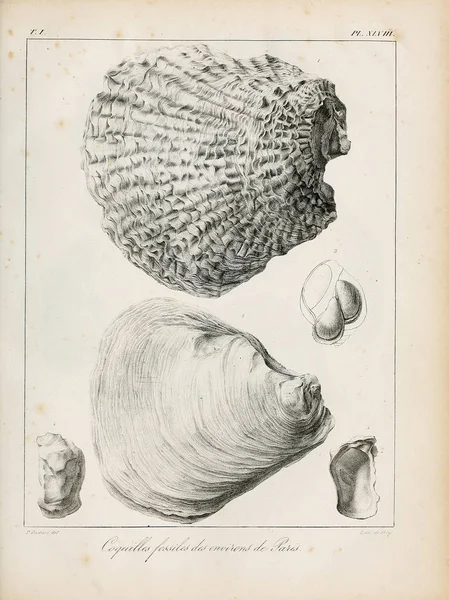 Illustration of shells. Description des coquilles fossiles des environs de Paris