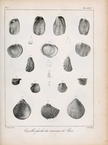 Illustration Shells Description Des Coquilles Fossiles Des Environs Paris — Stock Photo, Image