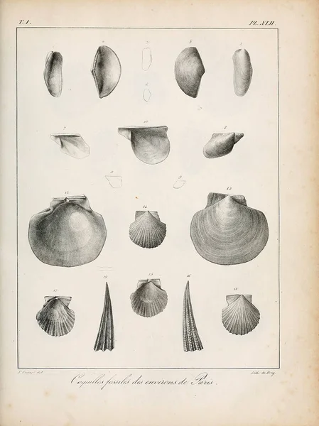 조개의 Description Des Coquilles Fossil Des Environs Paris — 스톡 사진