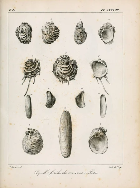 Illustration Shells Description Des Coquilles Fossiles Des Environs Paris — Stock Photo, Image