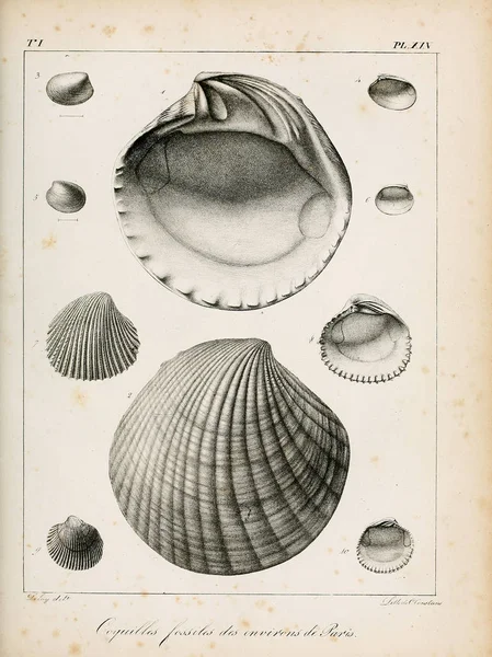 조개의 Description Des Coquilles Fossil Des Environs Paris — 스톡 사진