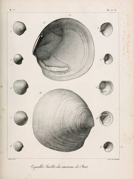 Εικονογράφηση Κοχλιών Περιγραφή Des Coquilles Fossiles Des Environs Paris — Φωτογραφία Αρχείου