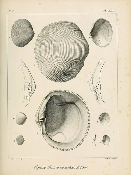 Ilustracja Pocisków Opis Des Coquilles Fossiles Des Environs Paris — Zdjęcie stockowe