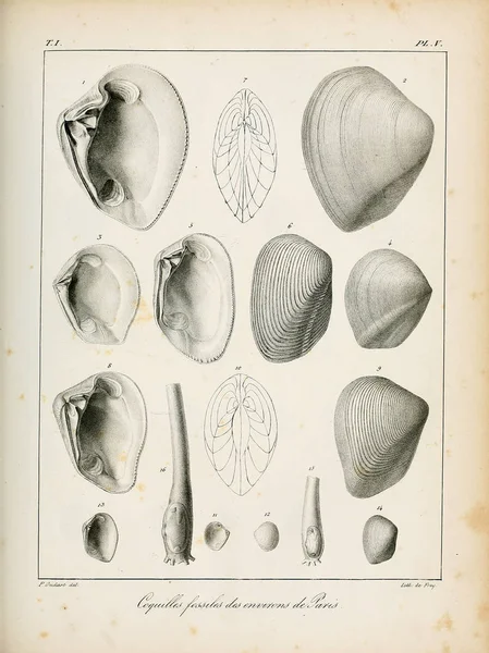 Εικονογράφηση Κοχλιών Περιγραφή Des Coquilles Fossiles Des Environs Paris — Φωτογραφία Αρχείου