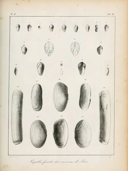 Ilustração Conchas Descrição Des Coquilles Fossiles Des Environs Paris — Fotografia de Stock