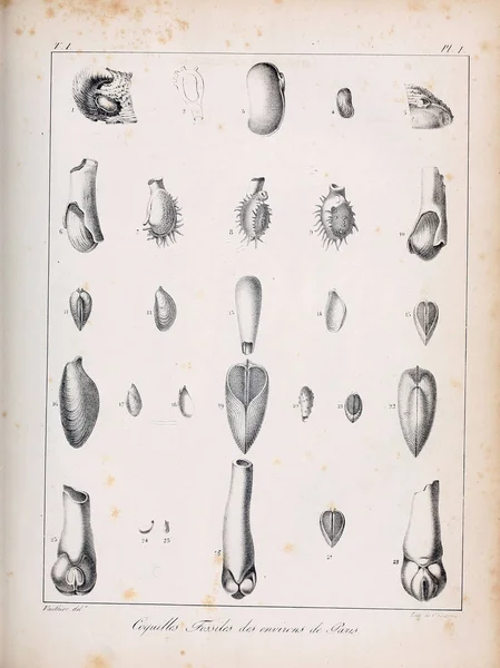 Ilustracja Pocisków Opis Des Coquilles Fossiles Des Environs Paris — Zdjęcie stockowe