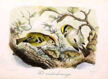 Bir kuş tasviri. Onze vogels in huis en tuin
