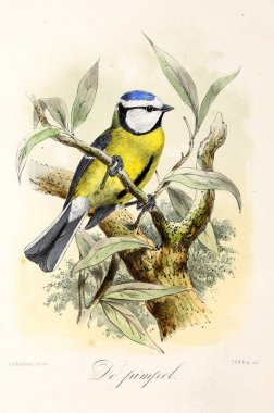 Bir kuş tasviri. Onze vogels in huis en tuin