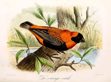Bir kuş tasviri. Onze vogels in huis en tuin