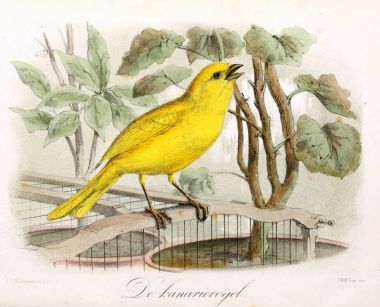 Bir kuş tasviri. Onze vogels in huis en tuin