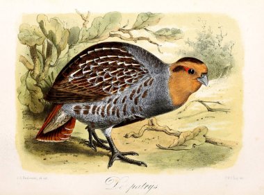 Bir kuş tasviri. Onze vogels in huis en tuin