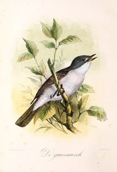 Ilustração Pássaro Onze Vogels Huis Tuin — Fotografia de Stock