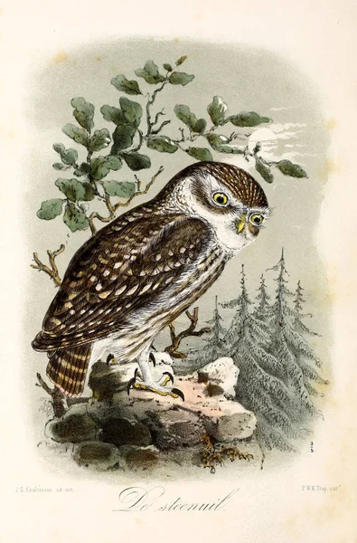 Иллюстрация Птицы Onze Vohbein Huis Tuin — стоковое фото