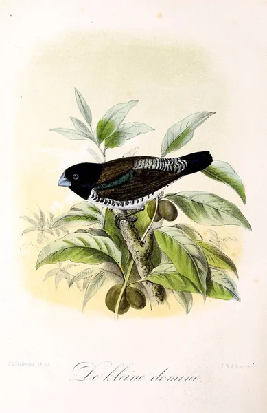 Ilustrace Ptáka Onze Vogels Huis Tuin — Stock fotografie