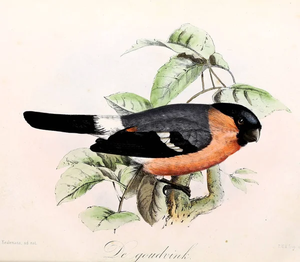 Εικονογράφηση Ενός Πουλιού Onze Vogels Huis Tuin — Φωτογραφία Αρχείου