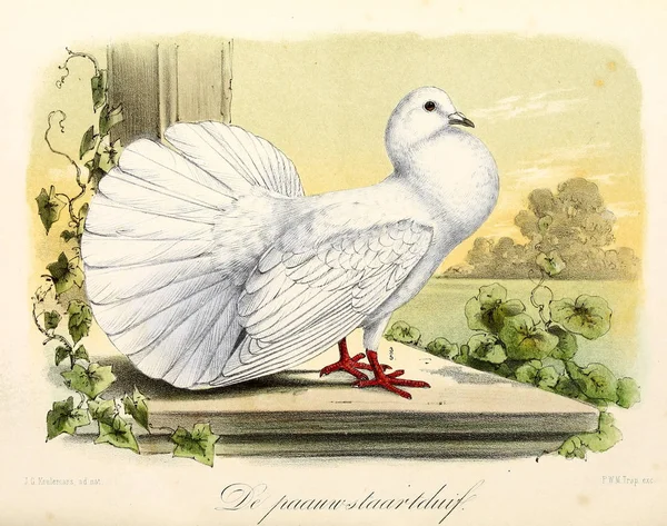 Иллюстрация Птицы Onze Vohbein Huis Tuin — стоковое фото