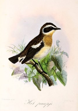 Bir kuş tasviri. Onze vogels in huis en tuin