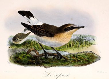 Bir kuş tasviri. Onze vogels in huis en tuin