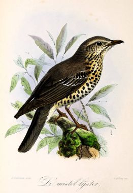Bir kuş tasviri. Onze vogels in huis en tuin