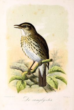 Bir kuş tasviri. Onze vogels in huis en tuin