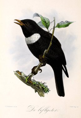 Bir kuş tasviri. Onze vogels in huis en tuin