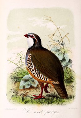 Bir kuş tasviri. Onze vogels in huis en tuin