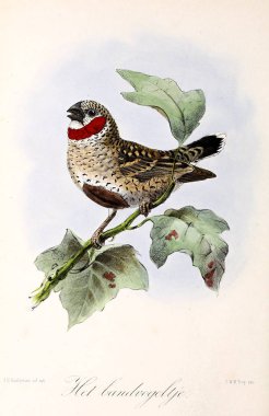 Bir kuş tasviri. Onze vogels in huis en tuin