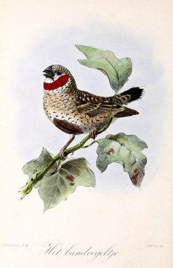 Illustration of a bird. Onze vogels in huis en tuin clipart