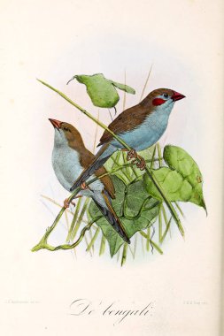 Bir kuş tasviri. Onze vogels in huis en tuin
