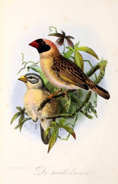Bir kuş tasviri. Onze vogels in huis en tuin