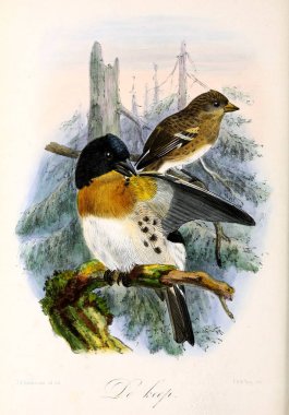 Bir kuş tasviri. Onze vogels in huis en tuin