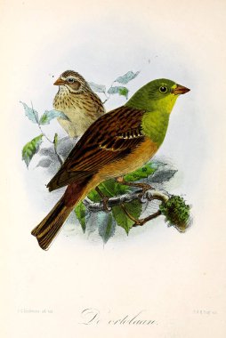 Illustration of a bird. Onze vogels in huis en tuin clipart