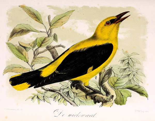 Ilustracja Ptaka Onze Vogels Huis Tuin — Zdjęcie stockowe