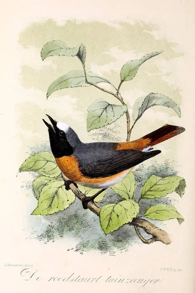Illustratie Van Een Vogel Onze Vogels Huis Tuin — Stockfoto